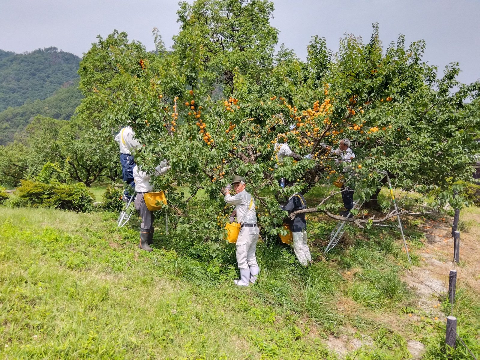 あんずの収穫風景(長野県千曲市森地区)