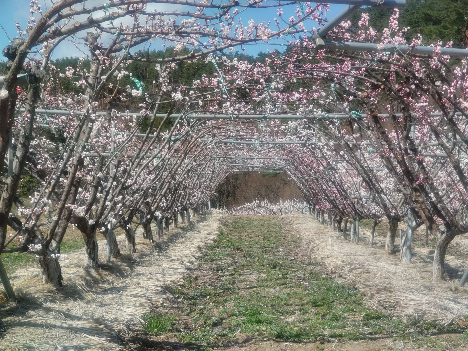 工房アプリコのあんず畑（長野県千曲市）一面に咲くあんずの花のトンネル